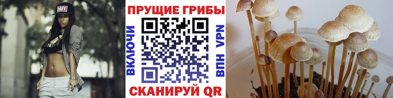 как найти наркотики  Выборг  Псилоцибиновые грибы Cubensis 